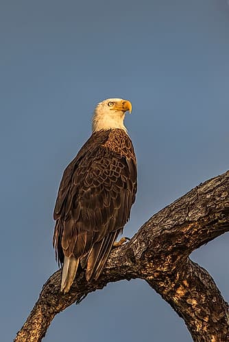 An adult bald eagle perches stoically, surveying its territory. Animals Print